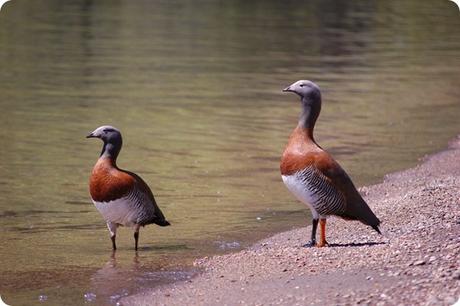 parque-nacional-los-alerces-cauquen parque-nacional-los-alerces-cauquen
