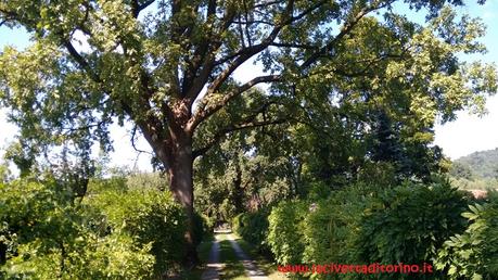 Il sentiero nel giardino del Meleto