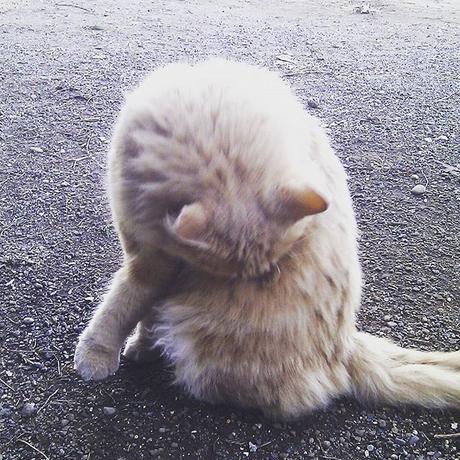 OOTD: Hallo(ween) Kitty OOTD: Hallo(ween) Kitty