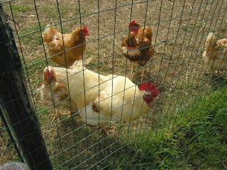 HAI LE GALLINE? ALLORA NON SEI VEGANA! HAI LE GALLINE? ALLORA NON SEI VEGANA!