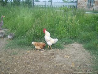 HAI LE GALLINE? ALLORA NON SEI VEGANA! HAI LE GALLINE? ALLORA NON SEI VEGANA!