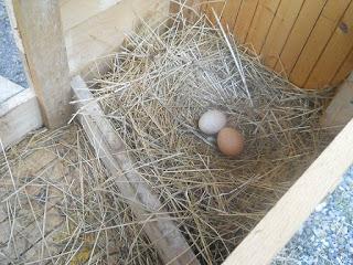 HAI LE GALLINE? ALLORA NON SEI VEGANA! HAI LE GALLINE? ALLORA NON SEI VEGANA!