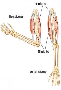 Pliometria in  Posturologia