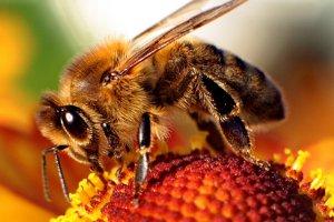 Omeopati veterinari per un'apicoltura sistemica rispettosa