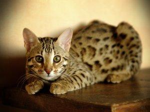 Comportamento del gatto in clinica veterinaria Omeopatica Comportamento del gatto in clinica veterinaria Omeopatica