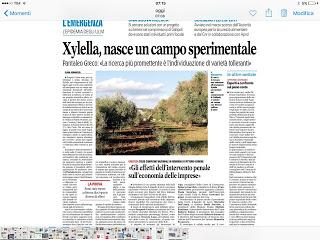 Rassegna stampa Xylella