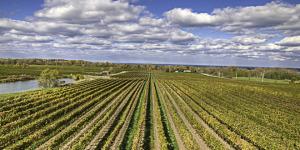 Dieci Regioni vinicole to watch out for next future Dieci Regioni vinicole to watch out for next future