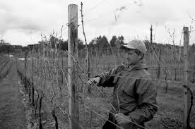 Dieci Regioni vinicole to watch out for next future Dieci Regioni vinicole to watch out for next future