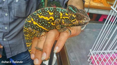 Il lato scandaloso del Weekend Market di Bangkok...