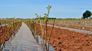 XYLELLA: VIA LIBERA COMITATO FITOSANITARIO A COMMERCIALIZZAZIONE BARBATELLE.