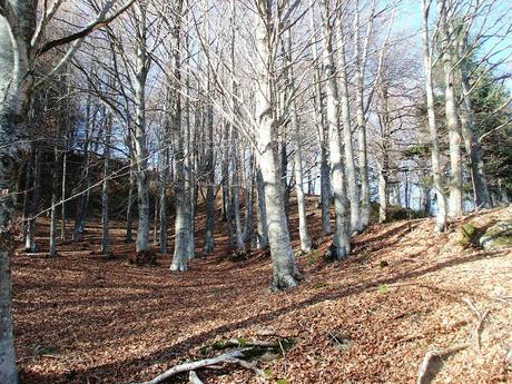 Trekking su Appennino Romagnolo tra Bagno di Romagna  e Alfero - 12 Novembre 2015