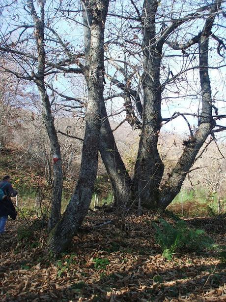 Trekking su Appennino Romagnolo tra Bagno di Romagna  e Alfero - 12 Novembre 2015