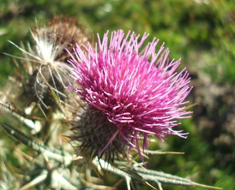 Trekking su Appennino Romagnolo tra Bagno di Romagna  e Alfero - 12 Novembre 2015