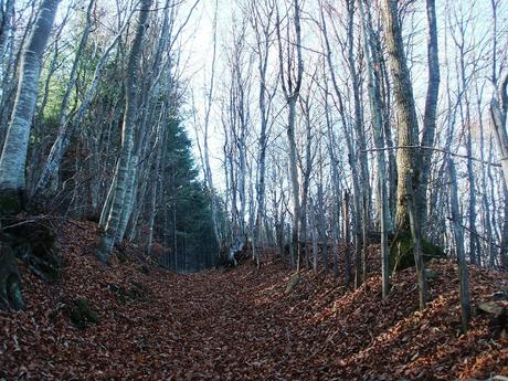 Trekking su Appennino Romagnolo tra Bagno di Romagna  e Alfero - 12 Novembre 2015