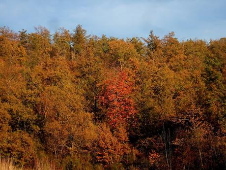 Trekking su Appennino Romagnolo tra Bagno di Romagna  e Alfero - 12 Novembre 2015