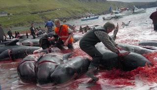 Grindadráp: l'assurda strage di balene nelle Isole Fær Øer