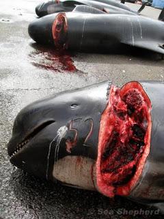 Grindadráp: l'assurda strage di balene nelle Isole Fær Øer