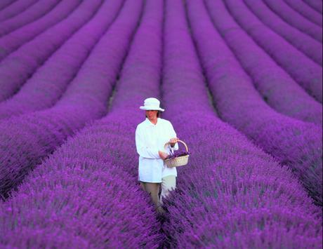 Olio Essenziale di Lavanda: Proprietà e Vantaggi