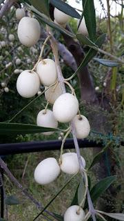 vecchia varietà di oliva che alla maturazione diventa bianca