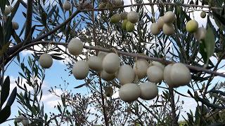 vecchia varietà di oliva che alla maturazione diventa bianca