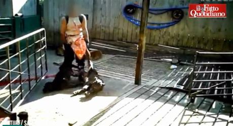 Boia infami! Boia infami!