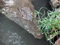 Tiberiade e dintorni fra frontiere, terme e coccodrilli