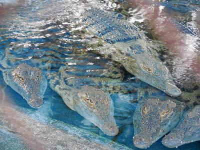 Tiberiade e dintorni fra frontiere, terme e coccodrilli