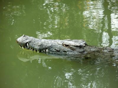 Tiberiade e dintorni fra frontiere, terme e coccodrilli