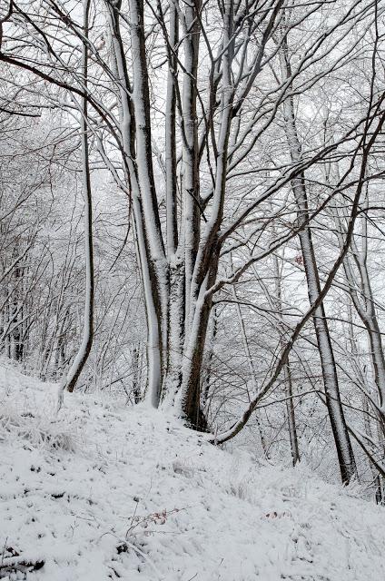 da Topolò al Monte San Martino