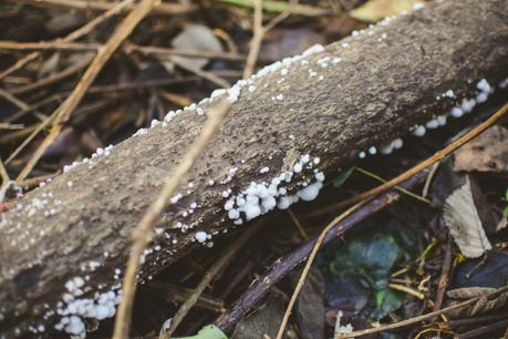 La foresta urbana di Lecce - alla scoperta del parco delle cave