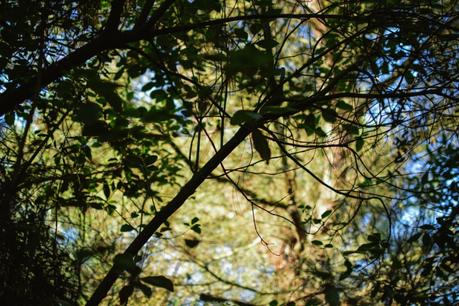 La foresta urbana di Lecce - alla scoperta del parco delle cave