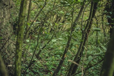 La foresta urbana di Lecce - alla scoperta del parco delle cave