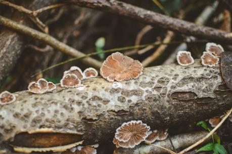 La foresta urbana di Lecce - alla scoperta del parco delle cave