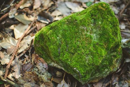 La foresta urbana di Lecce - alla scoperta del parco delle cave