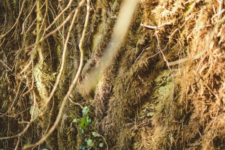 La foresta urbana di Lecce - alla scoperta del parco delle cave