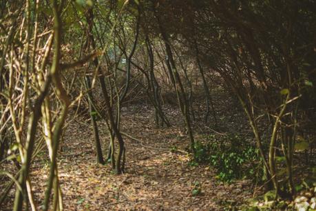 La foresta urbana di Lecce - alla scoperta del parco delle cave