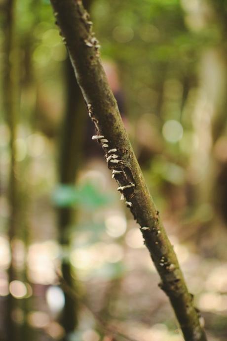 La foresta urbana di Lecce - alla scoperta del parco delle cave