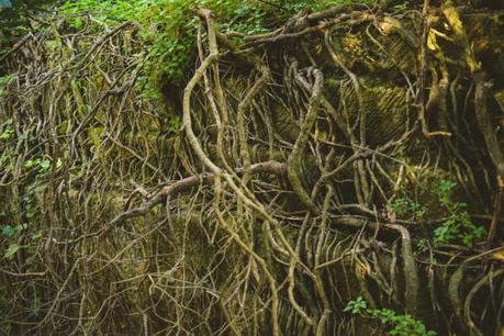 La foresta urbana di Lecce - alla scoperta del parco delle cave