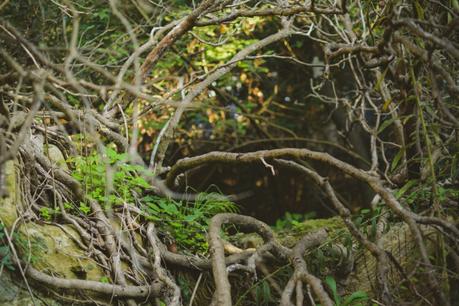 La foresta urbana di Lecce - alla scoperta del parco delle cave