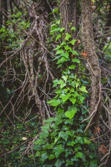 La foresta urbana di Lecce - alla scoperta del parco delle cave