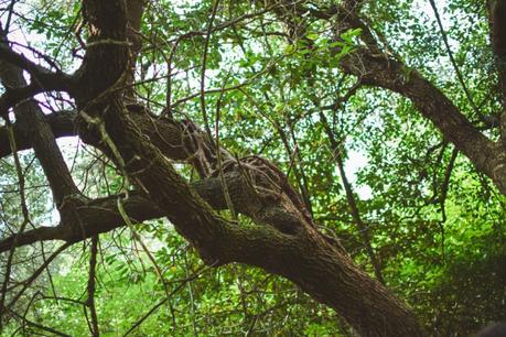 La foresta urbana di Lecce - alla scoperta del parco delle cave