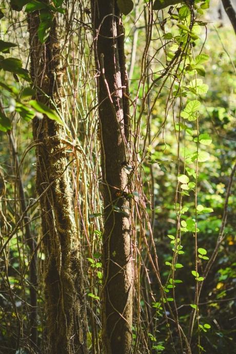 La foresta urbana di Lecce - alla scoperta del parco delle cave