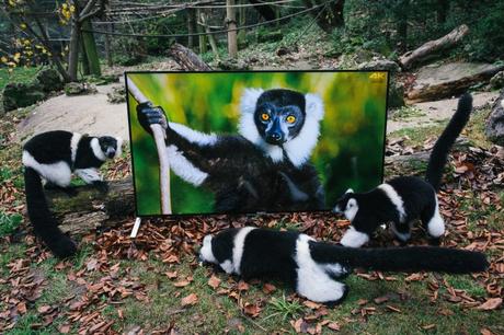 Lemuri e colobini guardano una TV 4K che riproduce immagini identiche a quelle reali