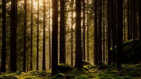 La lotta per proteggere l'Elfdalian, il linguaggio perduto delle foreste svedesi