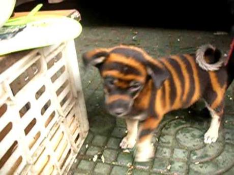 Cani verniciati made in Cina, ma hanno un limite? YouTube Preview Image