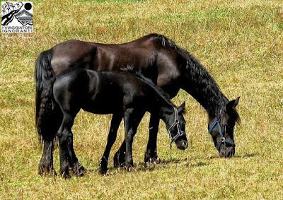 Il cavallo nel simbolismo rituale. Al galoppo tra storia e leggenda.