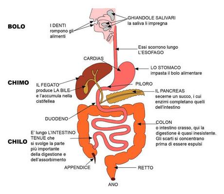 Anatomia dell'apparato digerente e classificazione dei principi nutritivi