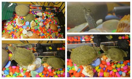 Acquario AQUA TORTUM 55 noir by ZOLUX Acquario AQUA TORTUM 55 noir by ZOLUX