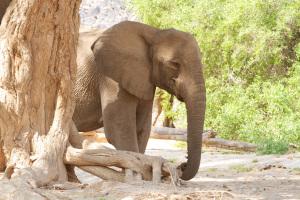 Elefante Damaraland