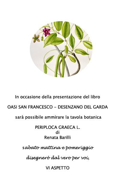 Periploca graeca L. - tavola botanica in esposizione a Desenzano